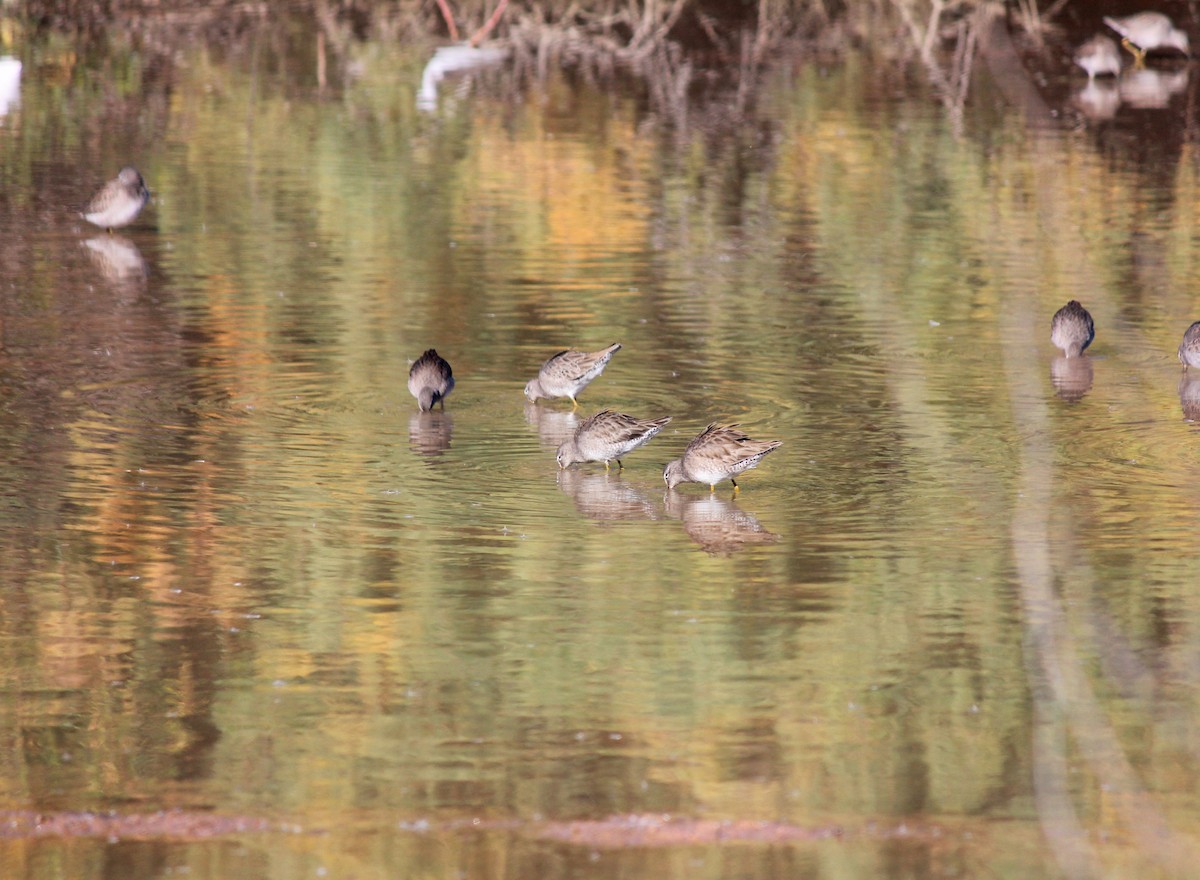 Long-billed Dowitcher - ML646371900