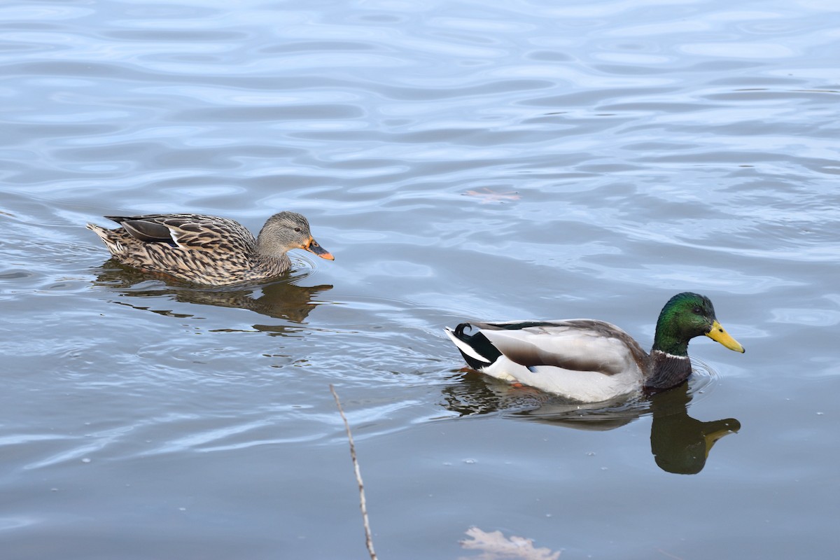 Mallard - ML646371901