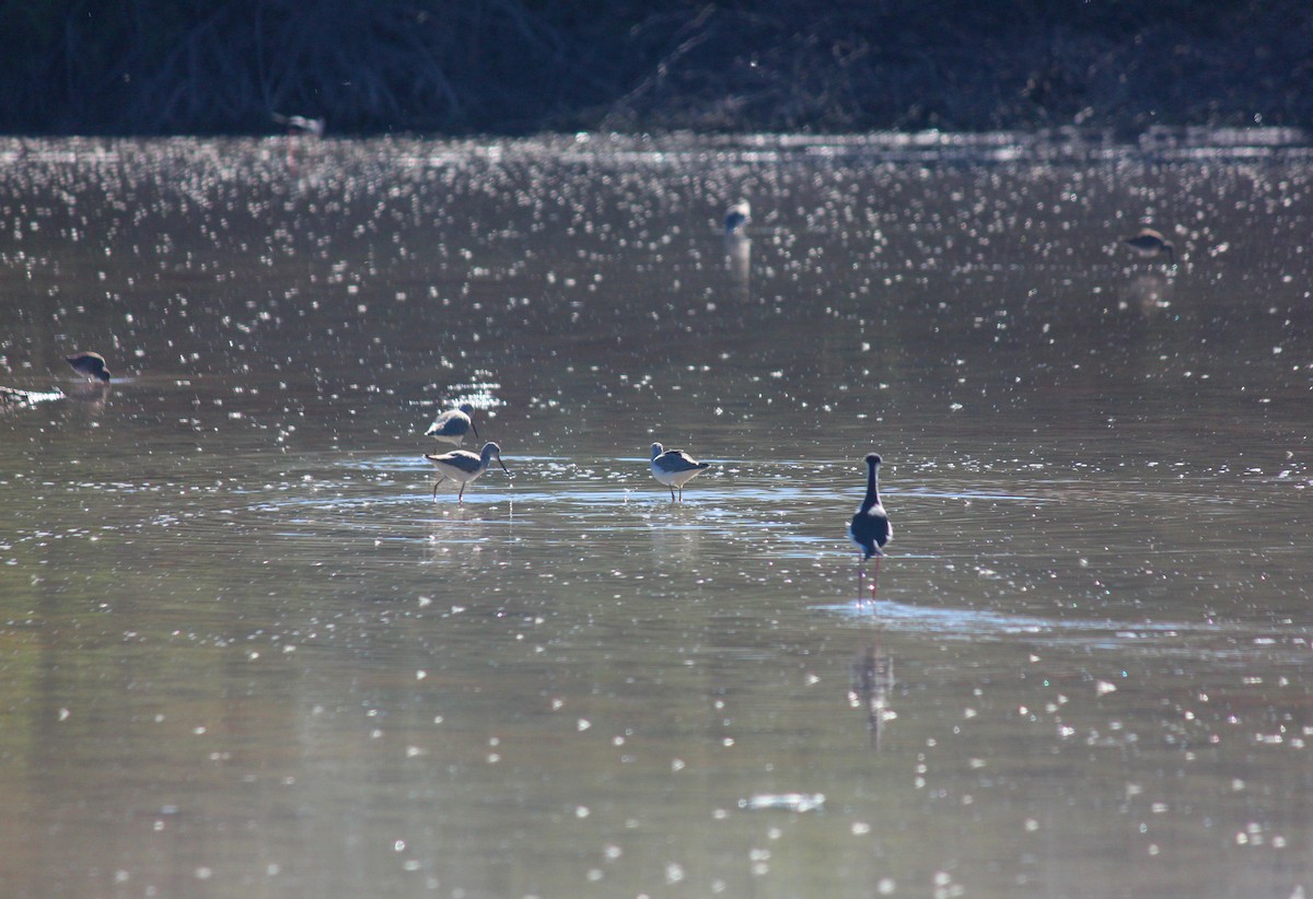 Greater Yellowlegs - ML646371913