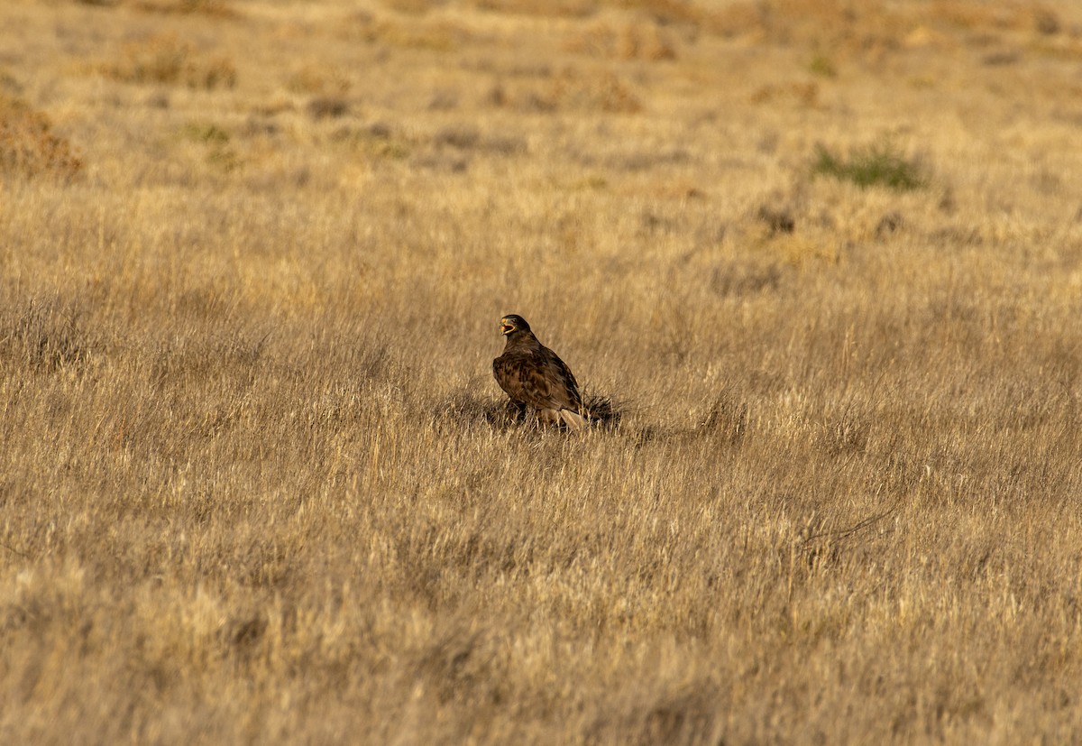 Ferruginous Hawk - ML646371914