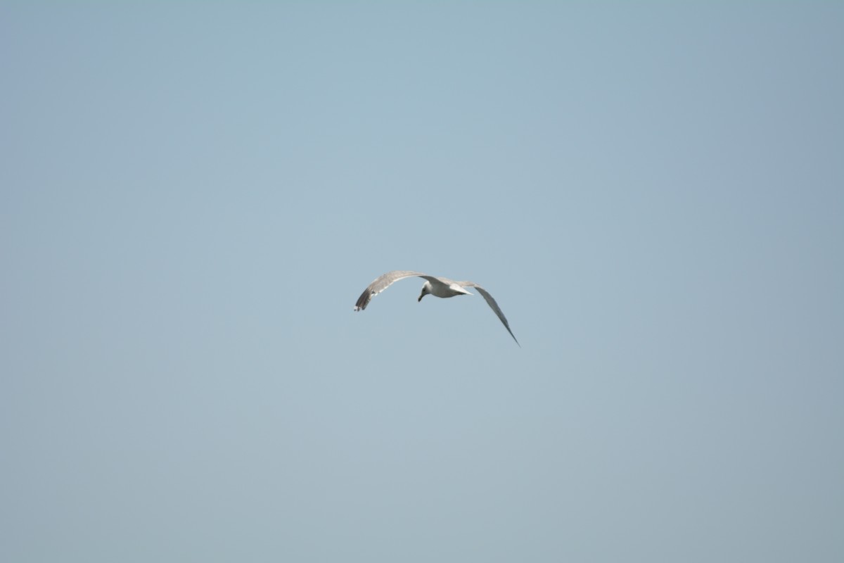 Kaio armeniarra - ML646371915