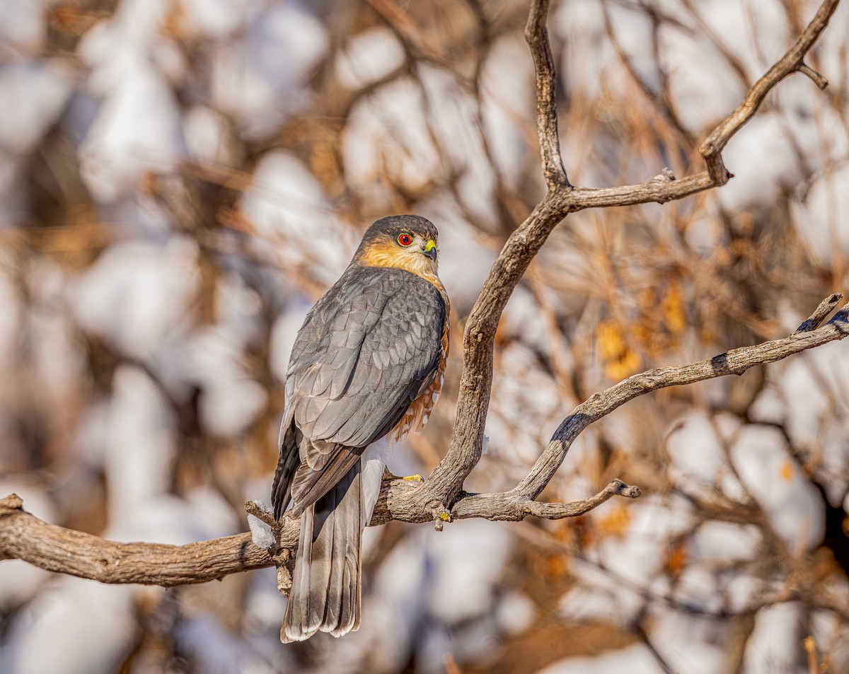 Sharp-shinned Hawk - ML646371916