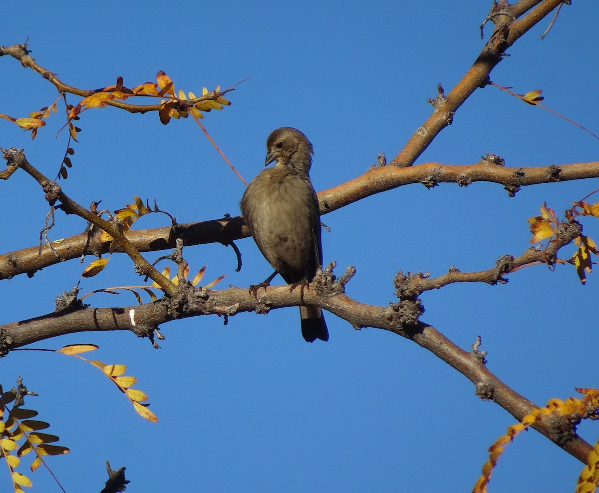 Brown-headed Cowbird - ML646371917