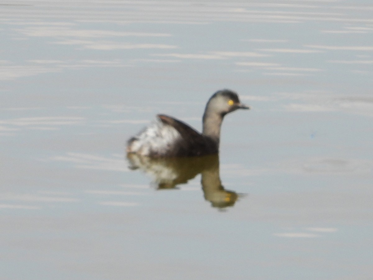 Least Grebe - ML646371918