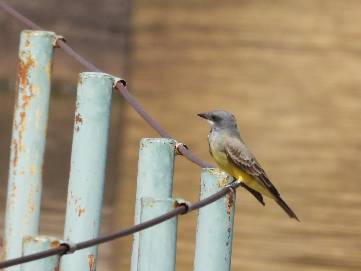 Cassin's Kingbird - ML646371920