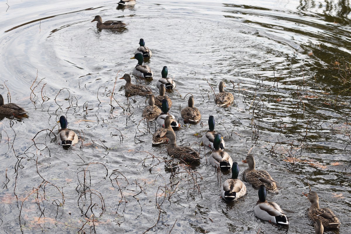 Mallard - ML646371921