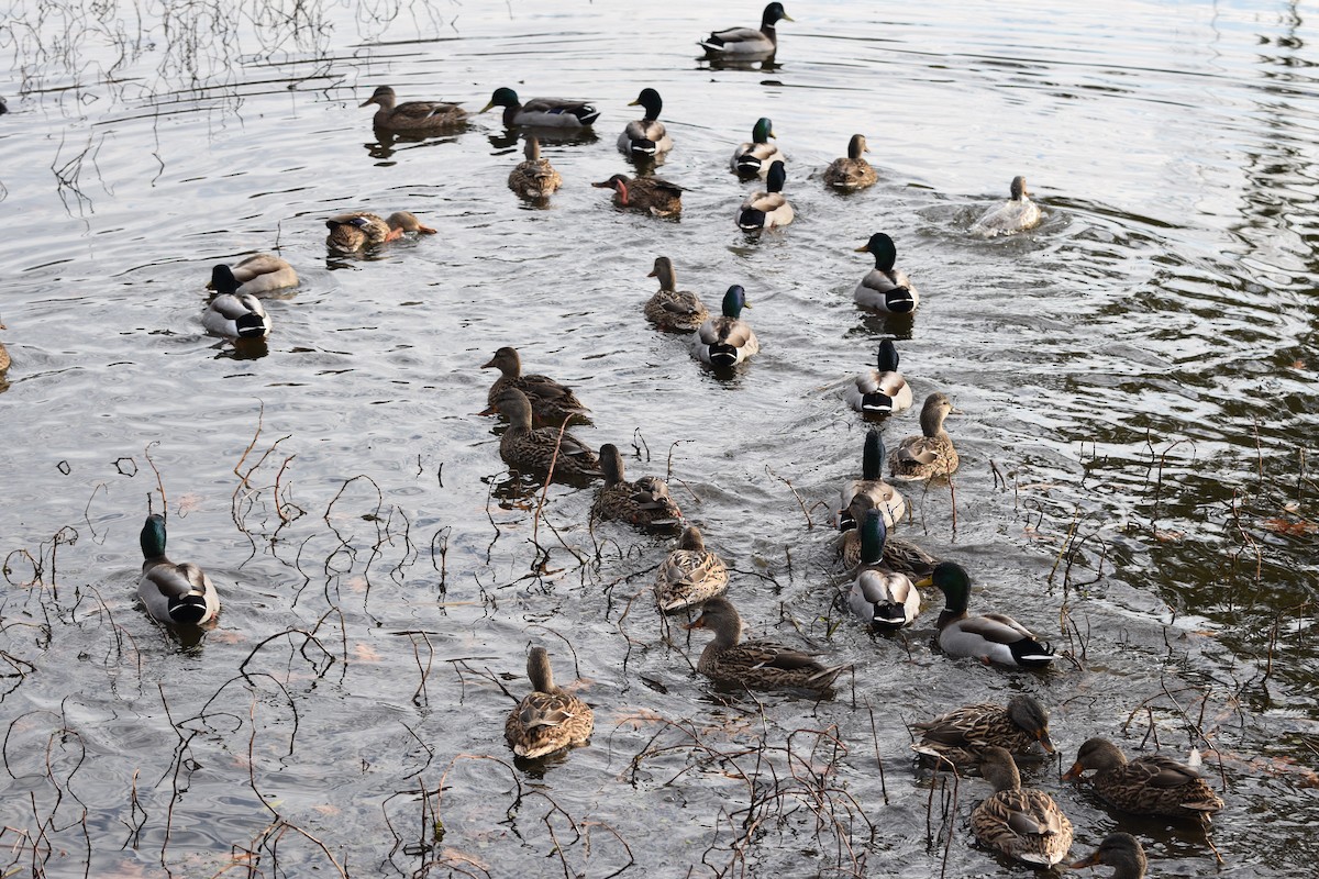 Mallard - ML646371922