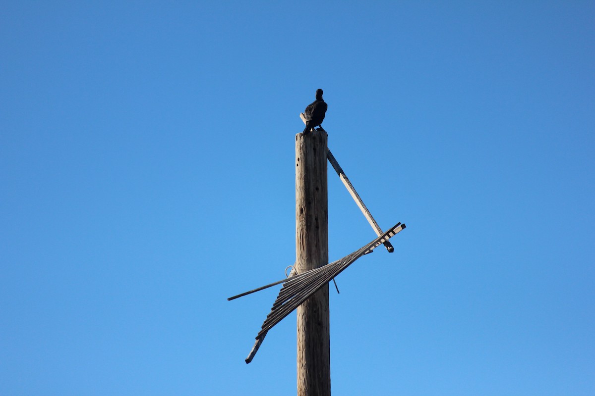 totoppskarv - ML646371924