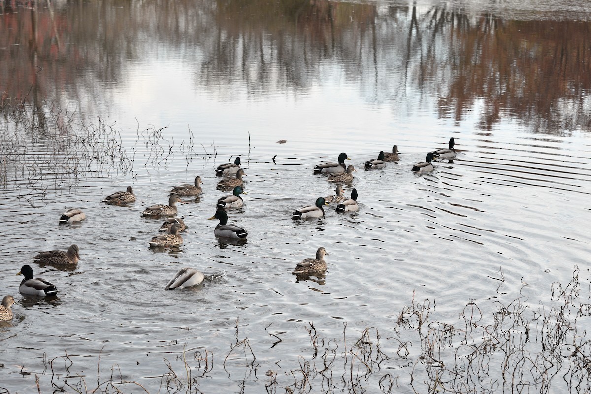 Mallard - ML646371926