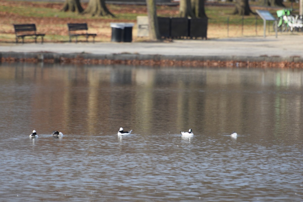 Bufflehead - ML646371927