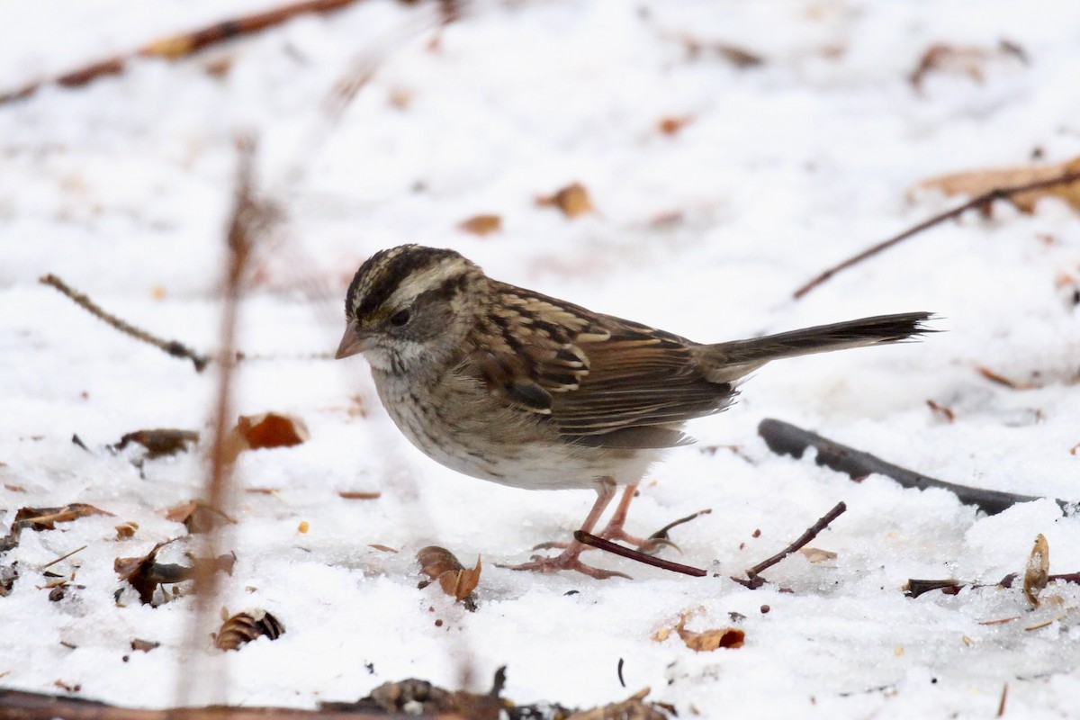 White-throated Sparrow - ML646371928