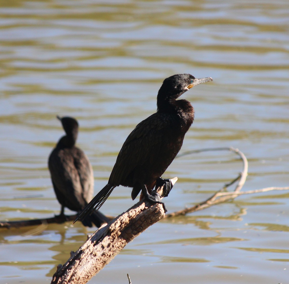 Neotropic Cormorant - ML646371930