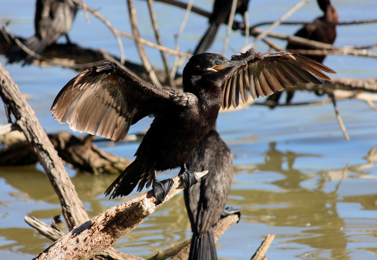Neotropic Cormorant - ML646371931