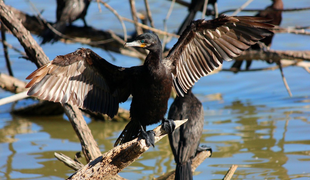 Neotropic Cormorant - ML646371932