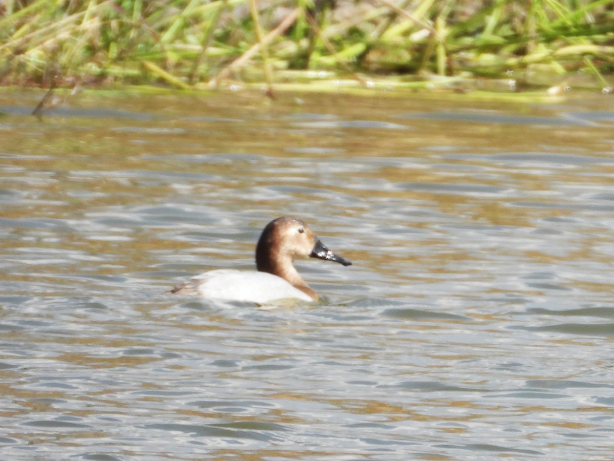 Canvasback - ML646371933