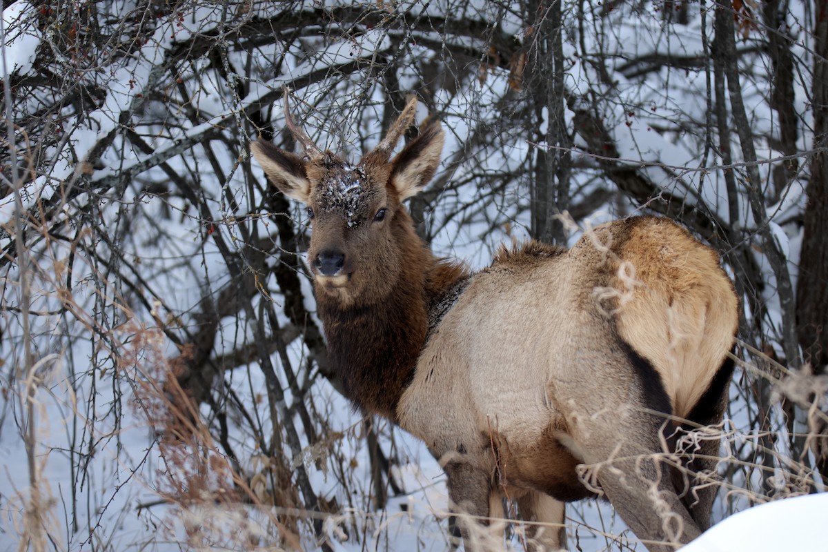 American Elk - ML646371934
