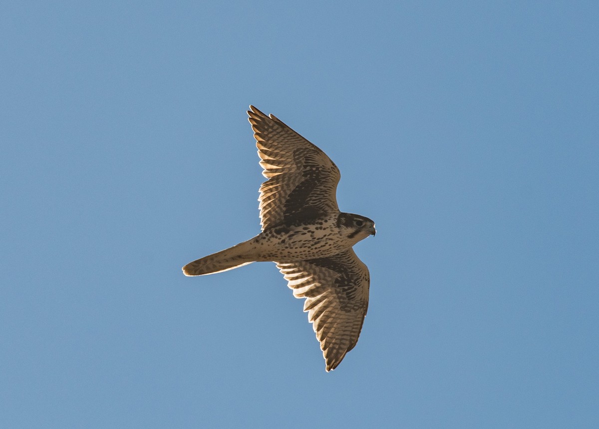 Prairie Falcon - ML646371936