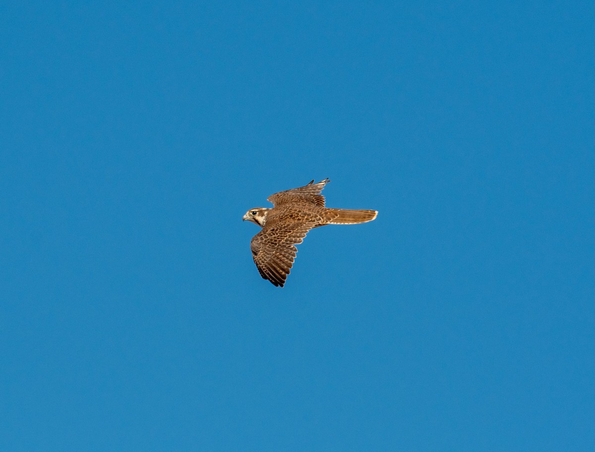 Prairie Falcon - ML646371938