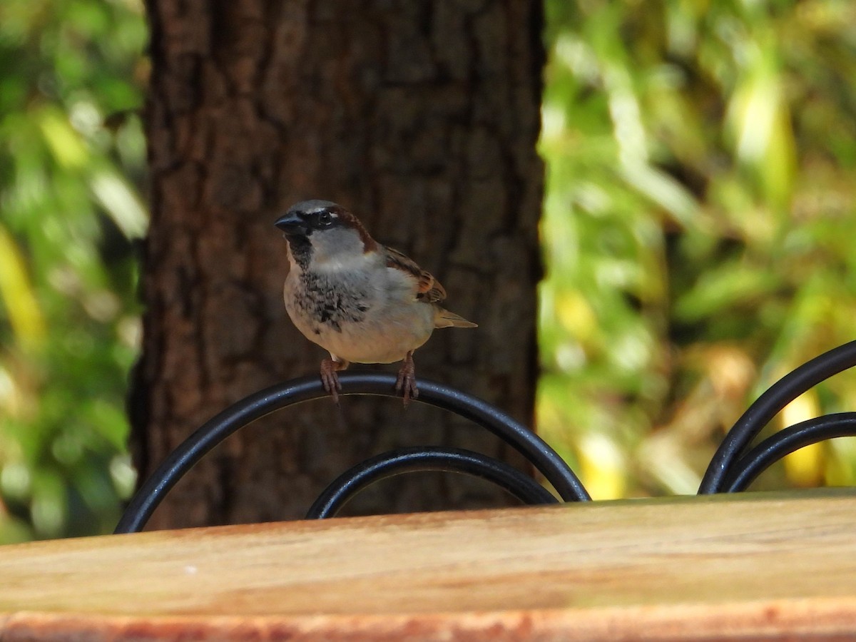 House Sparrow - ML646371942