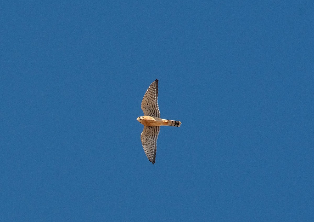 American Kestrel - ML646371947