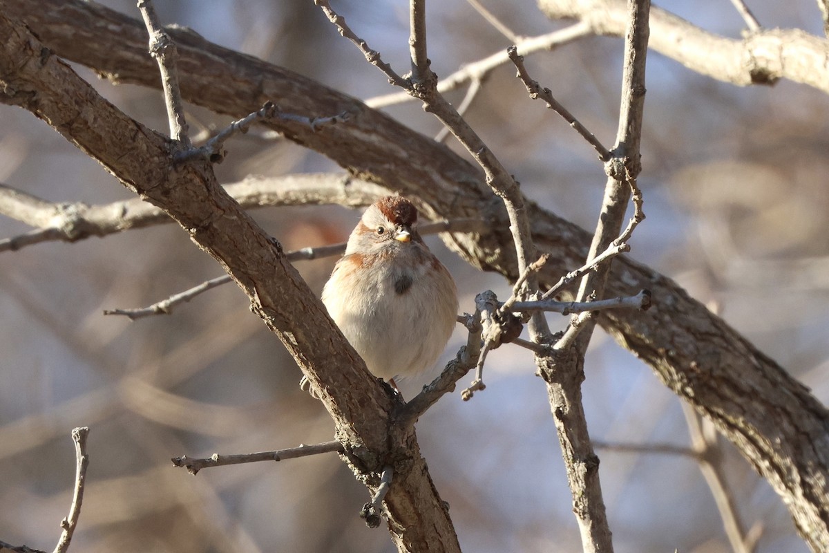 American Tree Sparrow - ML646371948
