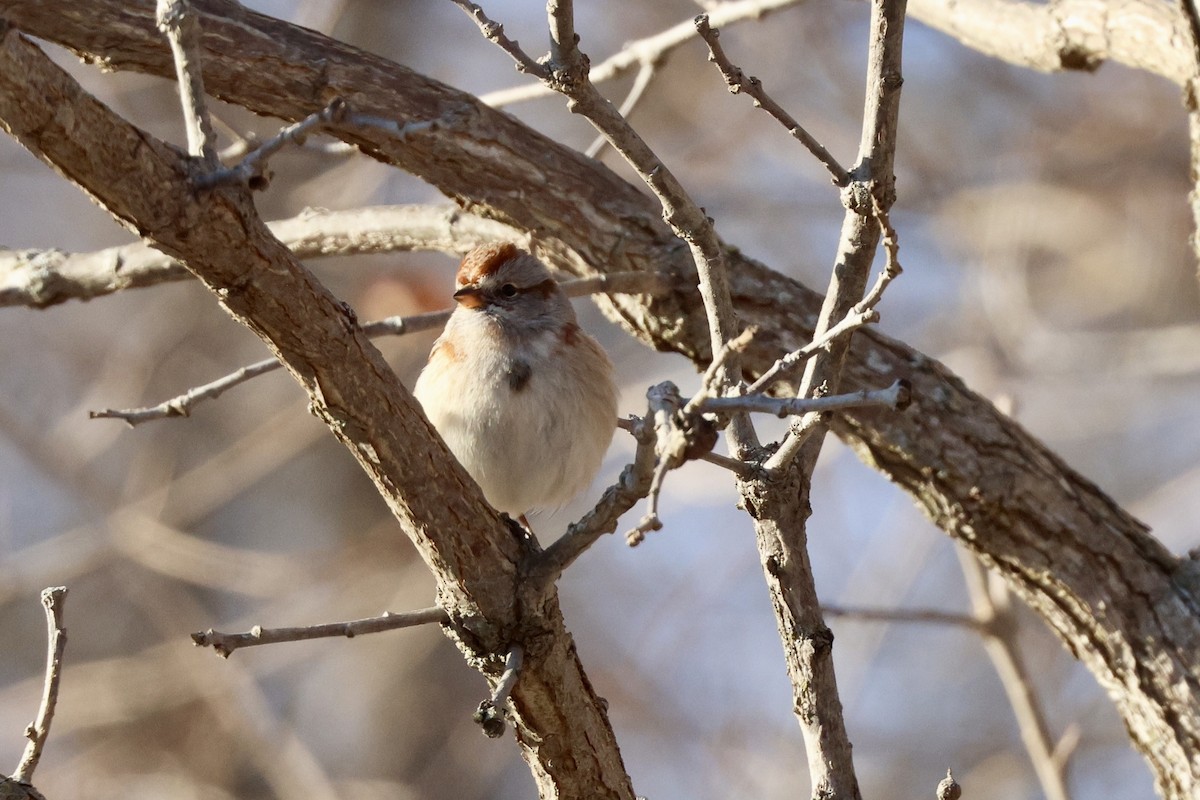 American Tree Sparrow - ML646371949