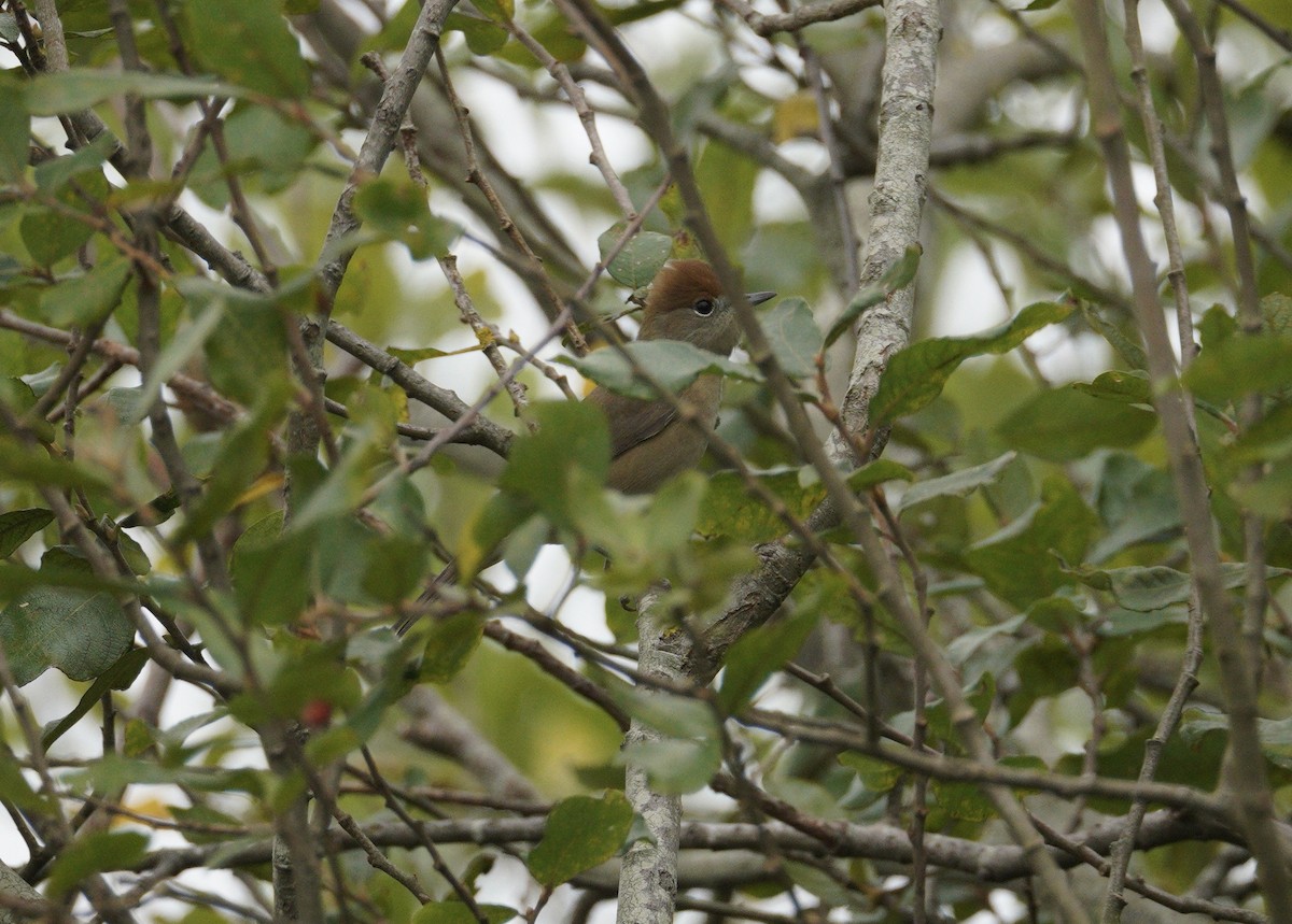 Eurasian Blackcap - ML646371952