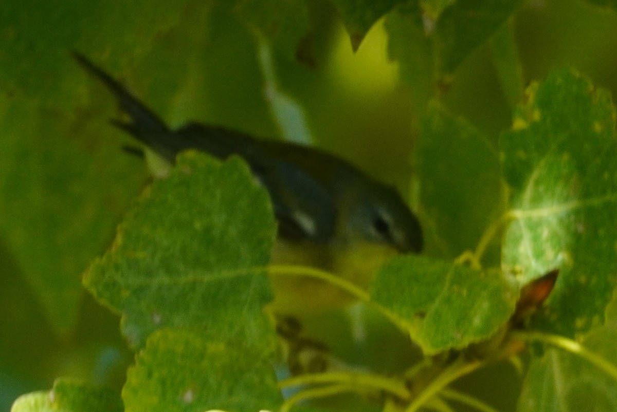 Northern Parula - ML646371954