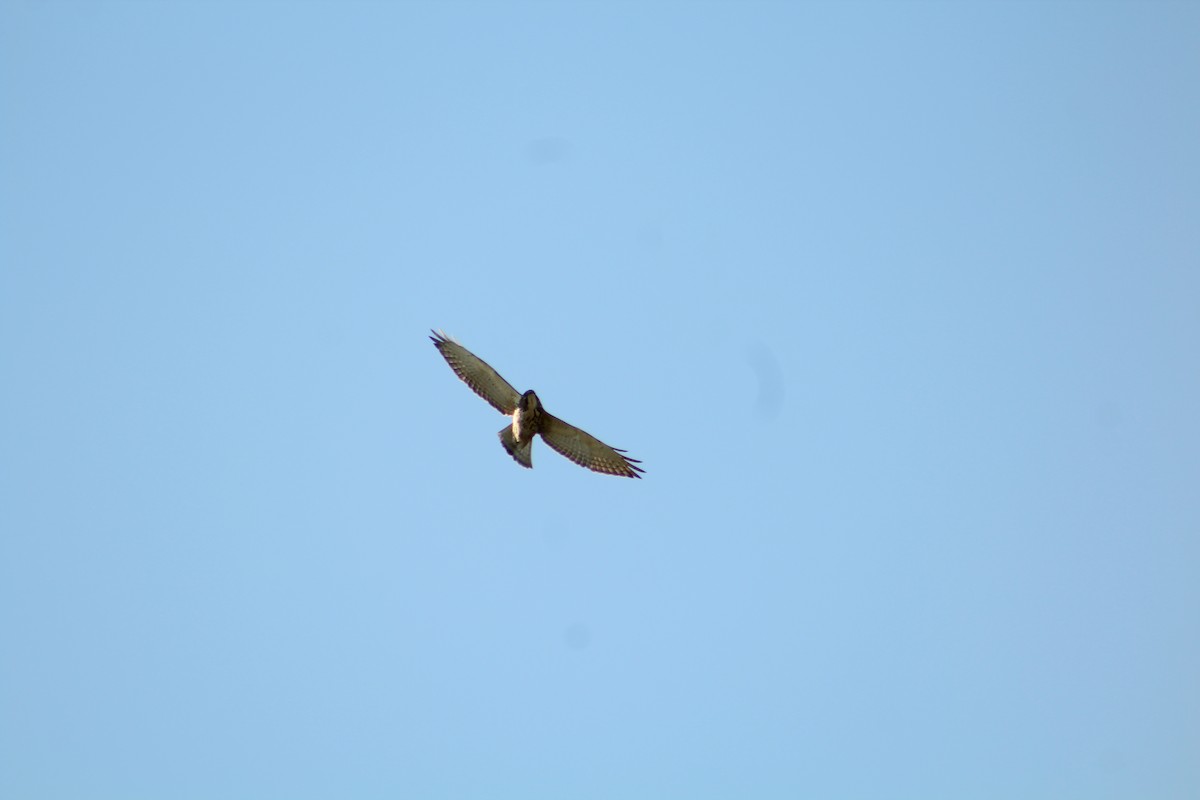 Broad-winged Hawk - ML646371958