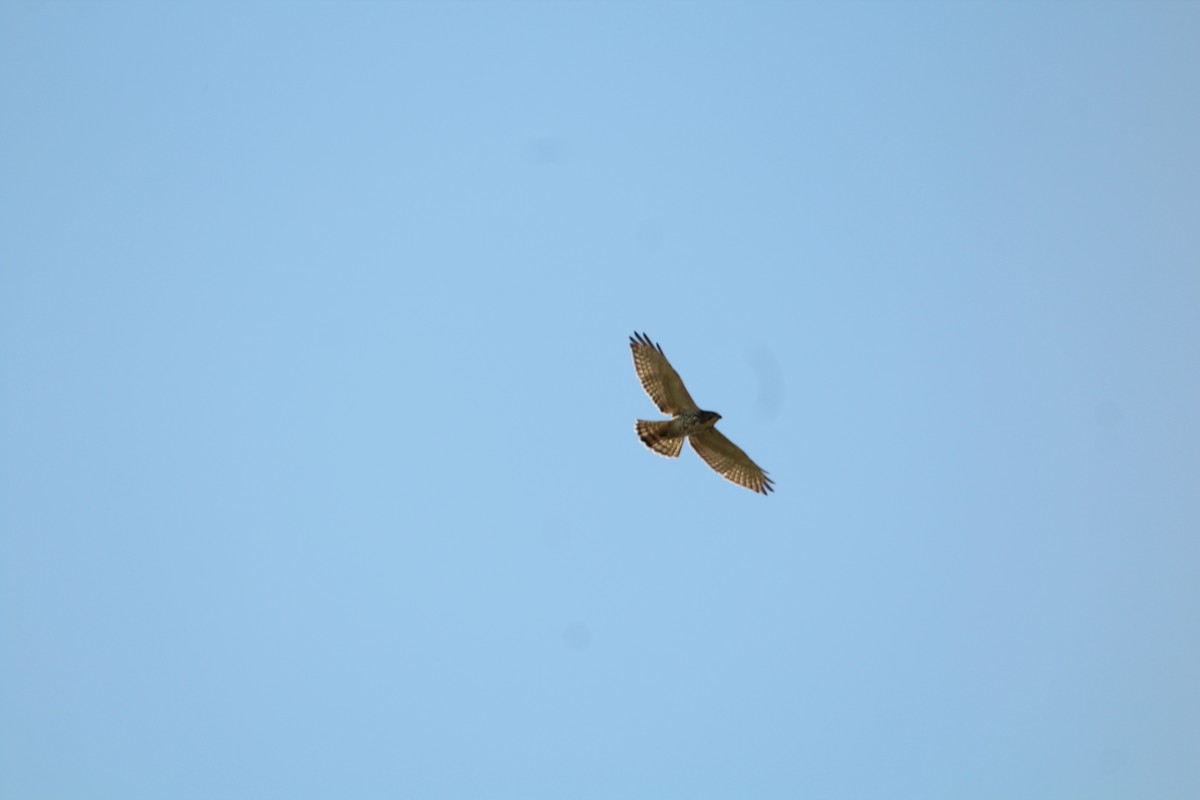 Broad-winged Hawk - ML646371960