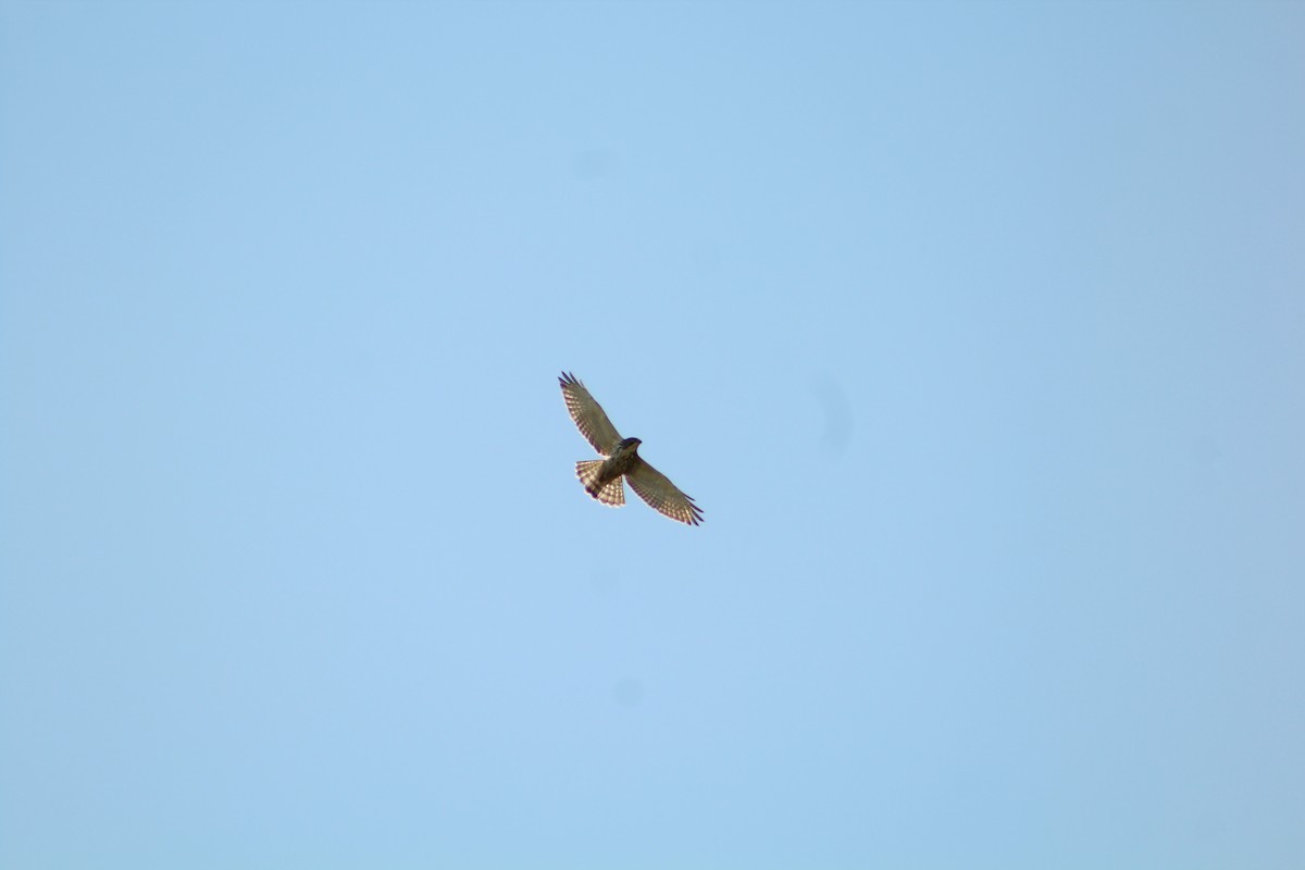 Broad-winged Hawk - ML646371961