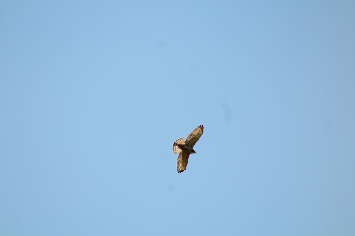 Broad-winged Hawk - ML646371962