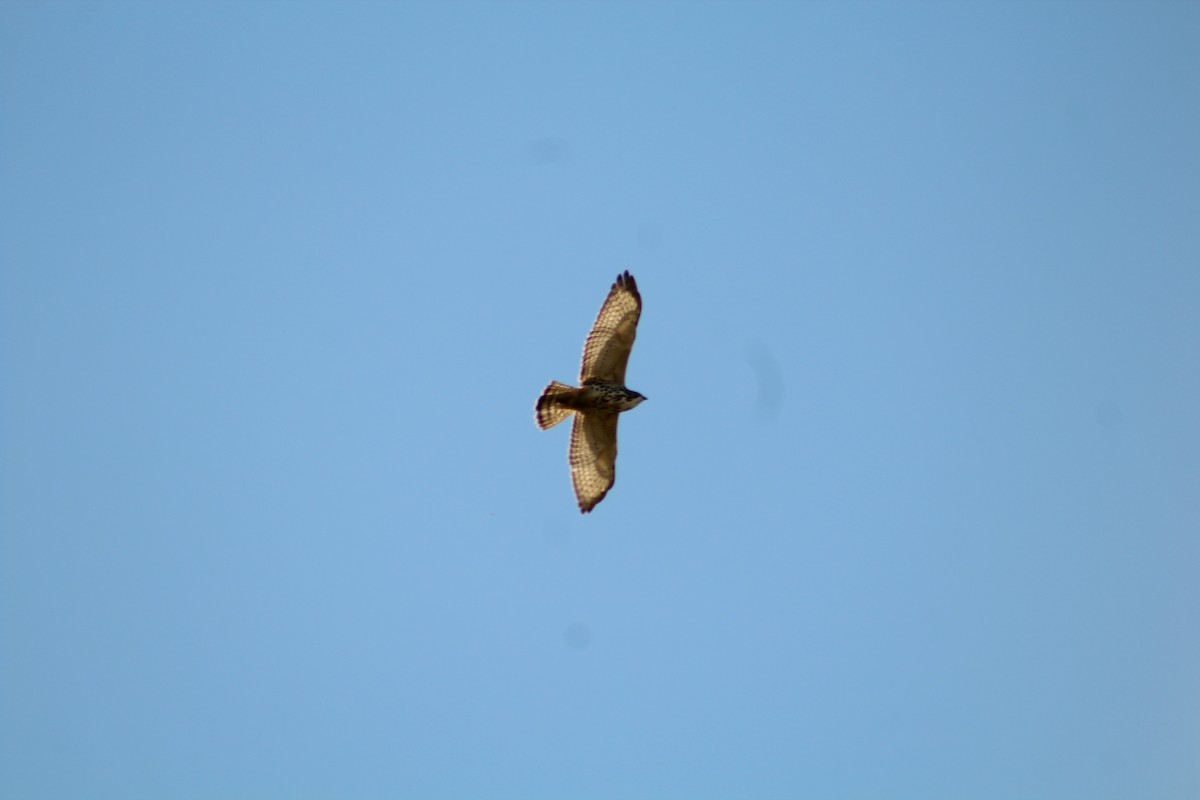 Broad-winged Hawk - ML646371963