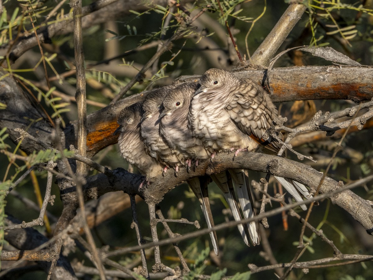 Inca Dove - ML646371965