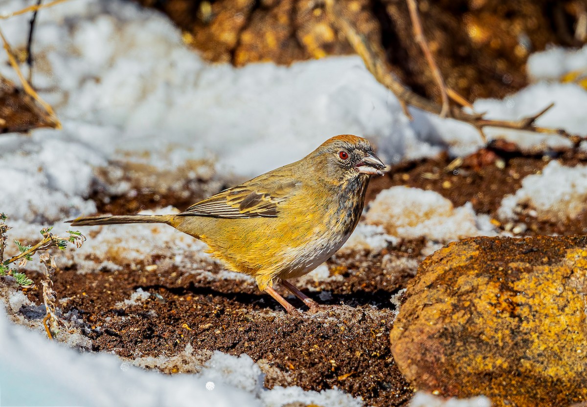 Бурый тохи x Пятнистый тохи (гибрид) - ML646371969