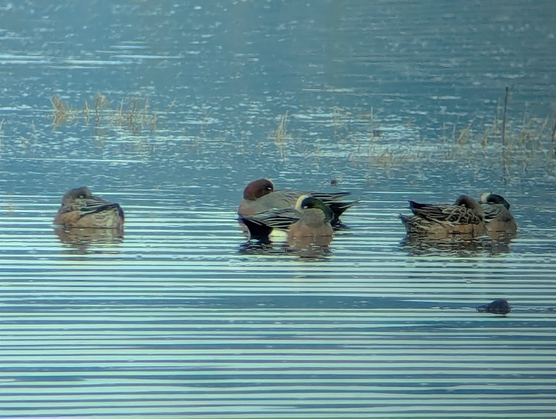 赤頸鴨 - ML646371970