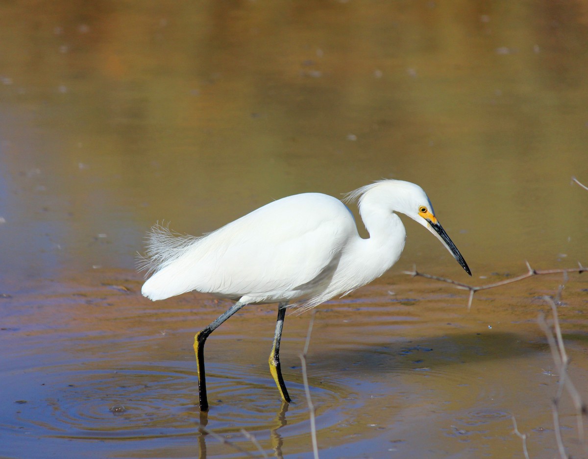 Snowy Egret - ML646371971