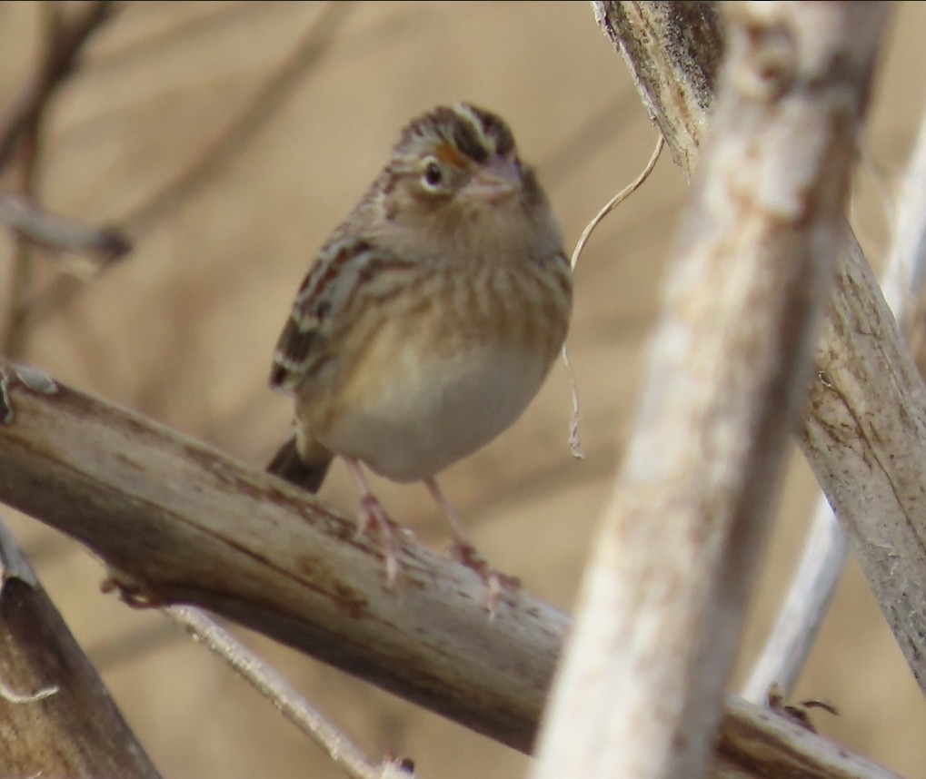 Grasshopper Sparrow - ML646371973