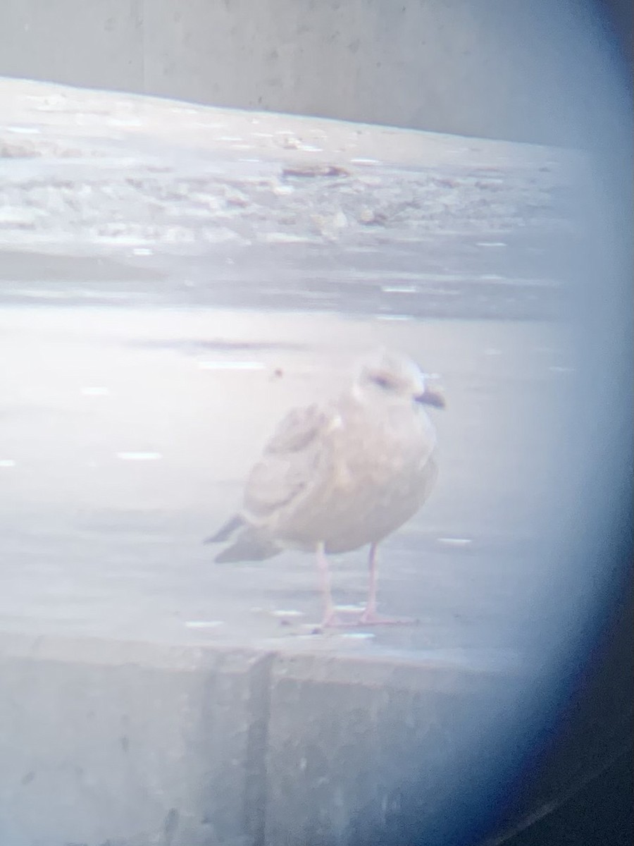 American Herring Gull - ML646371974