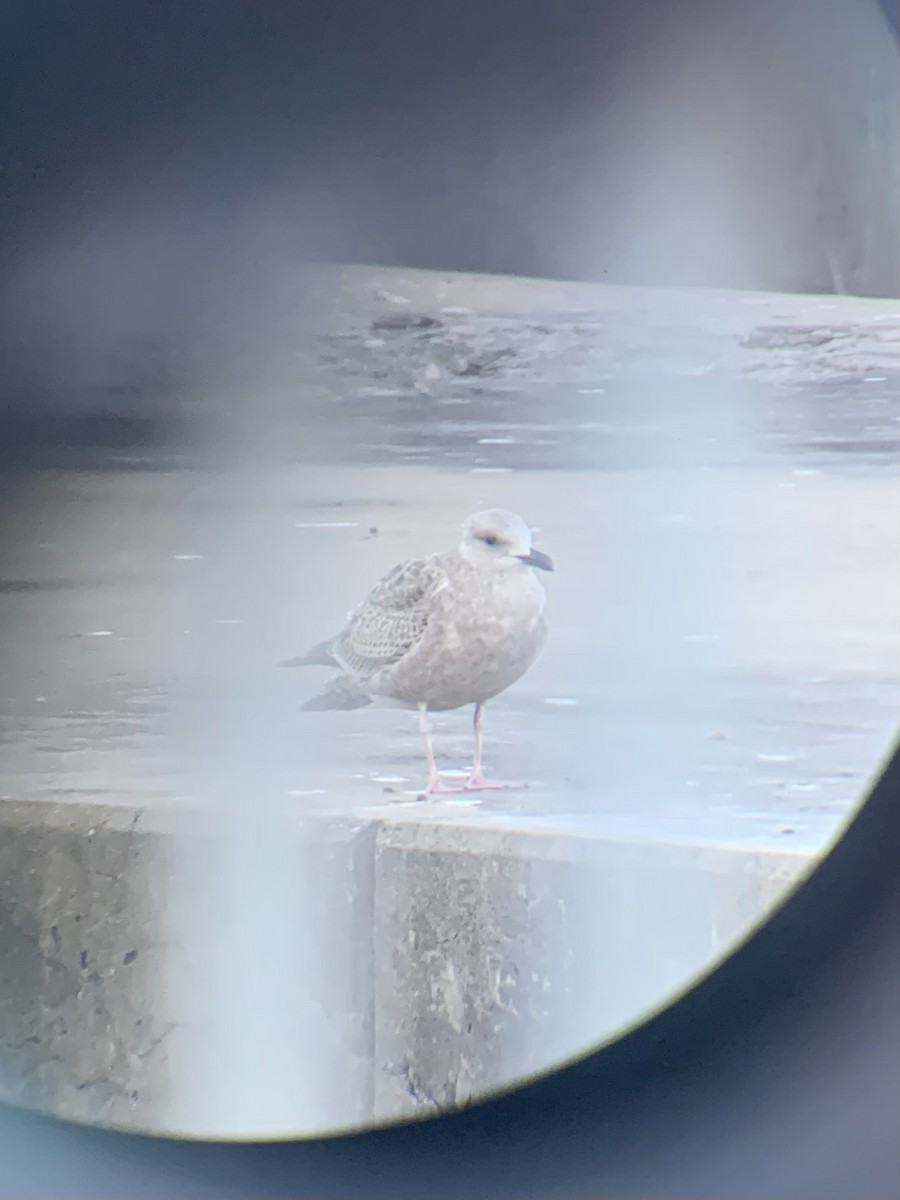 American Herring Gull - ML646371975