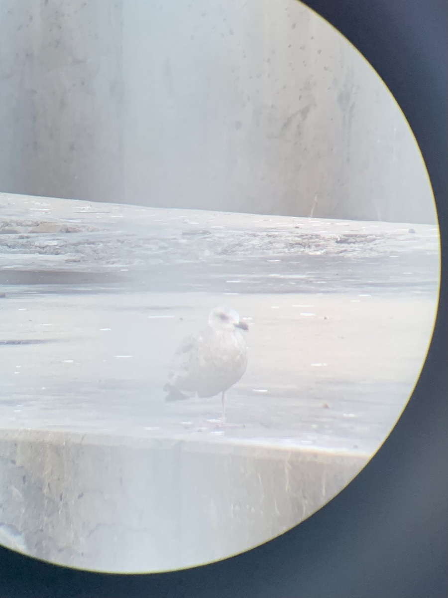 American Herring Gull - ML646371976