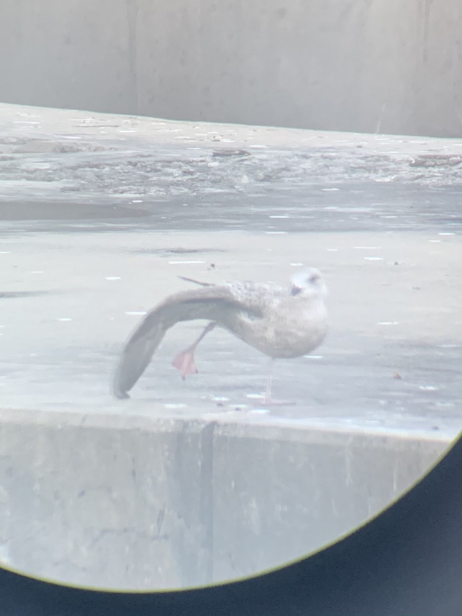 American Herring Gull - ML646371977