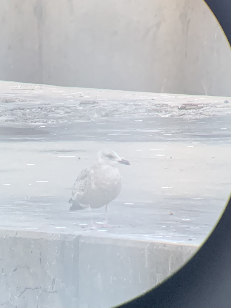 American Herring Gull - ML646371978