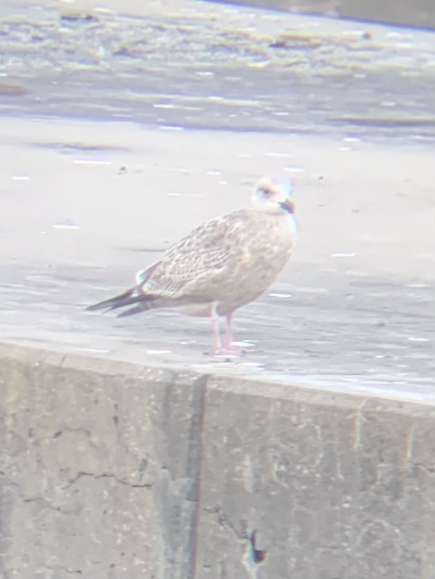 American Herring Gull - ML646371979