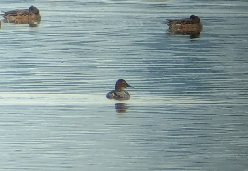 帆背潛鴨 - ML646371980