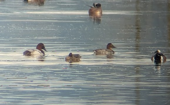 帆背潛鴨 - ML646371981