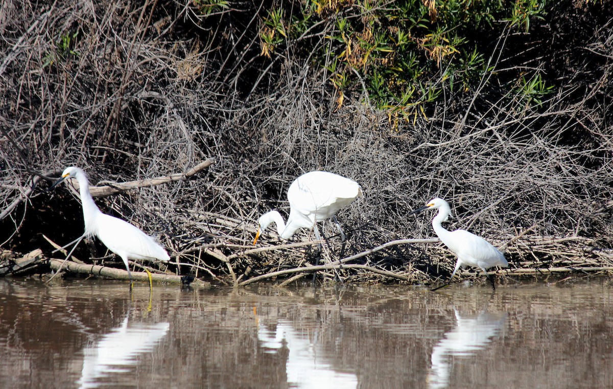 Snowy Egret - ML646371982