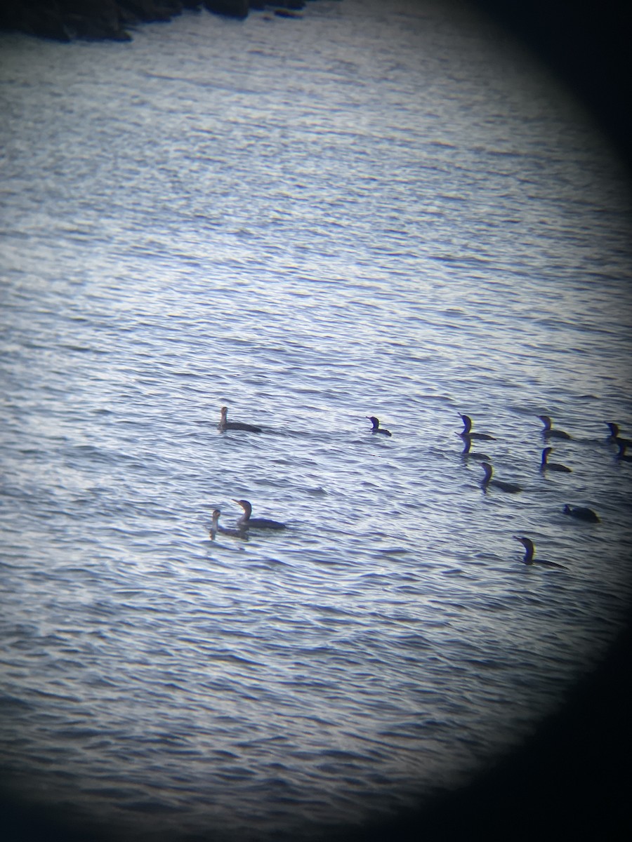 Neotropic Cormorant - ML646371983