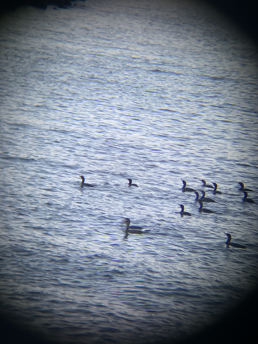 Neotropic Cormorant - ML646371984