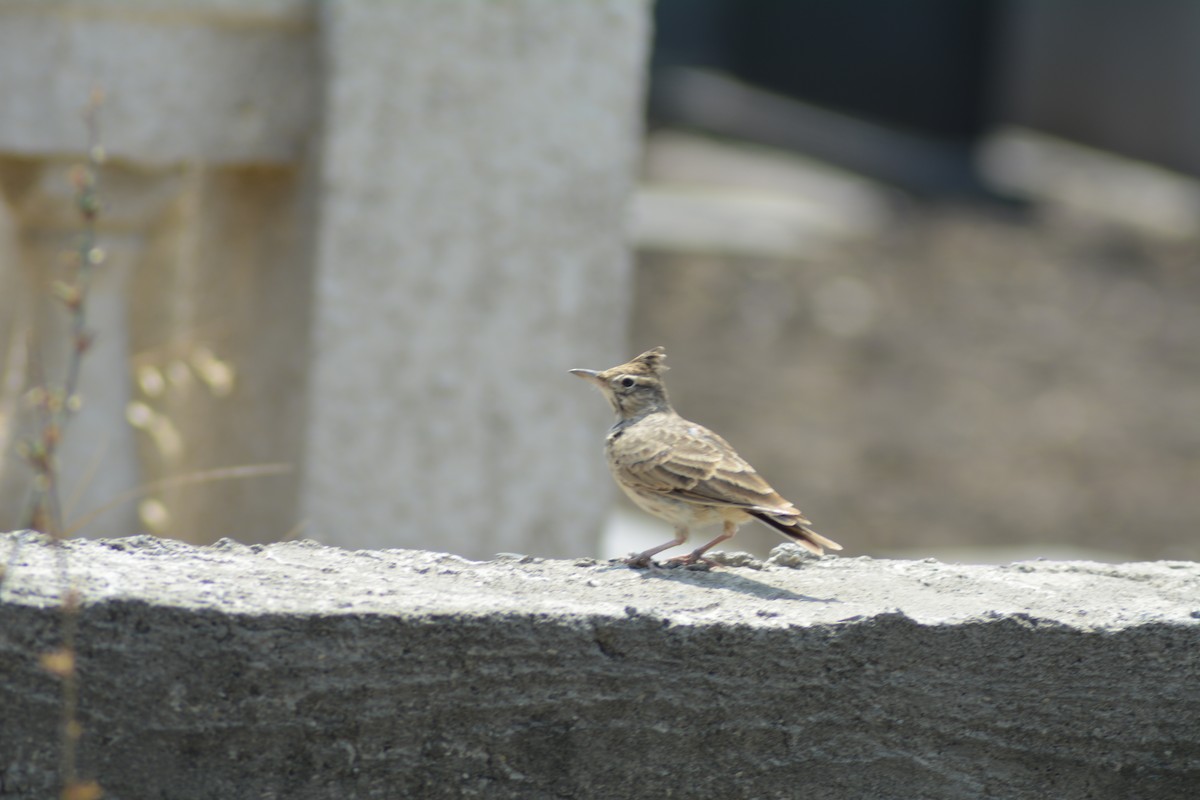 topplerke - ML646371985